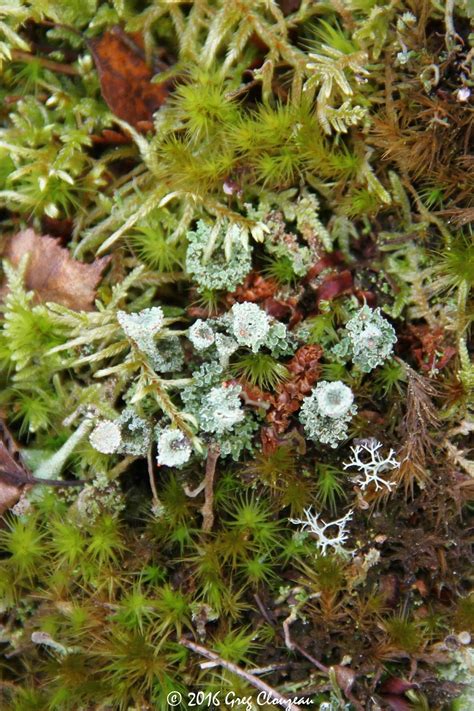 Les lichens sont des bioindicateurs précieux ~ FontaineBleau Passion