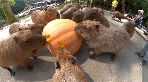 Watch this calming ASMR video of Nagasaki Biopark's capybaras eating a pumpkin