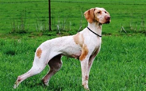 Ariege Pointer Dog Breed Information, Images, Characteristics, Health