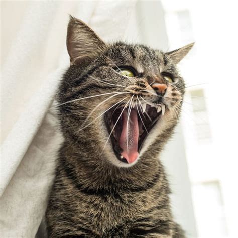 What Causes Epileptic Seizures in Cats? - Catster