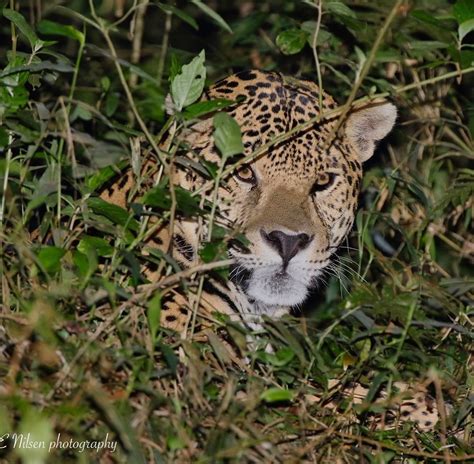 Impressive Wild Jaguars - Pictures and Videos