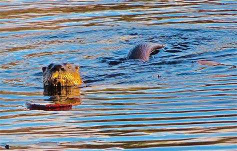 Beaver Wetlands – From My Window