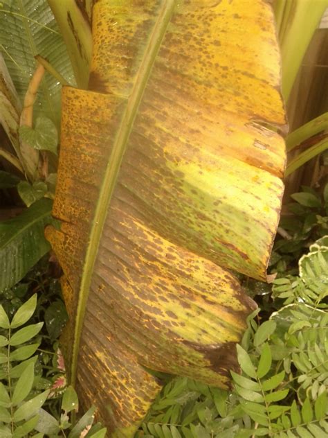 Banana leaf disease - TROPICAL LOOKING PLANTS - Other Than Palms - PalmTalk