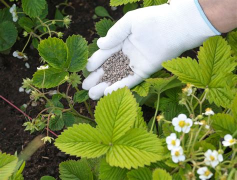 5 Best Fertilizers for Strawberries