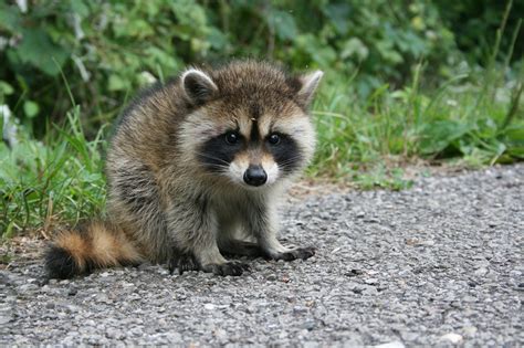 Baby Raccoons | Help Baby Wildlife