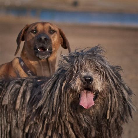 Bergamasco Shepherd Wallpapers HD Download