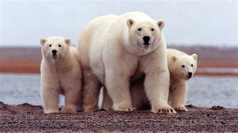 How Big Are Polar Bears