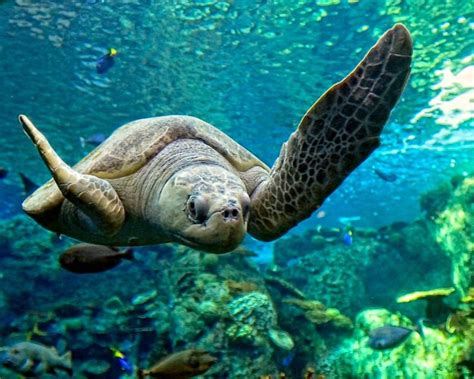 Sea Turtle: "Waving His Flipper ~ To Greet You All!" | Sea turtle, Turtle habitat, Turtle