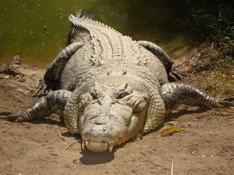 What's World's Largest Reptile?