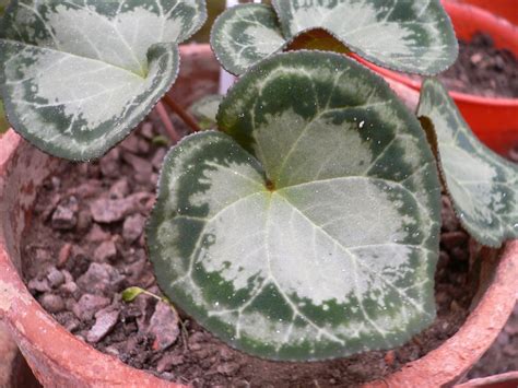 Mark's Inspiring Plants: Cyclamen leaves Part 2 - Graecum