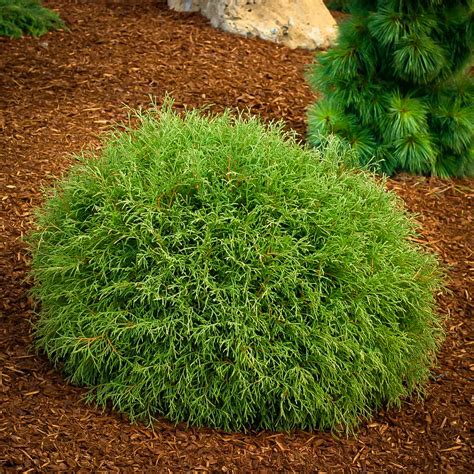 Mr. Bowling Ball Arborvitae Shrubs For Sale | The Tree Center