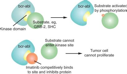 Mechanism of action of imatinib (source: http:\\wikipedia/imatnib... | Download Scientific Diagram