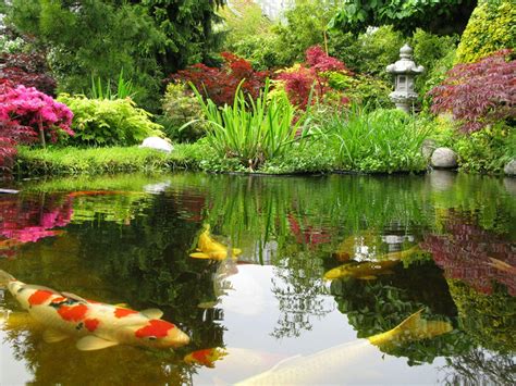 Japanese Fish Pond Wallpapers - Wallpaper Cave