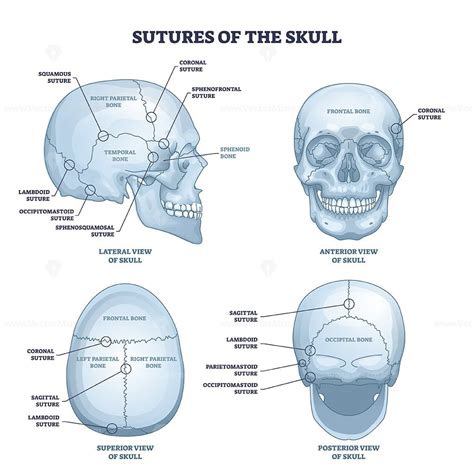 Diagram Of The Appearance Of Cranium