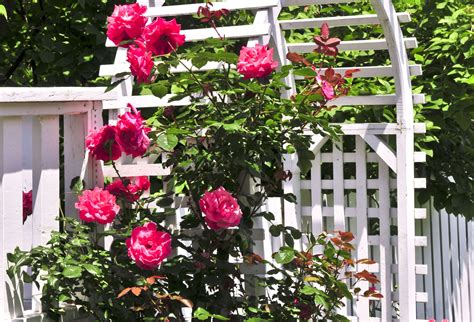 6 Stunning Ideas for Landscaping With Roses