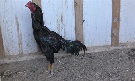 Shamo Chicken: Eggs, Height, Size and Raising Tips