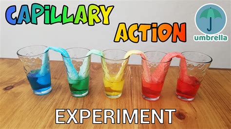 Capillary Action Experiment For Kids