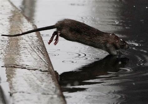 Rodents beware: New York City hires first 'rat czar', World News - AsiaOne