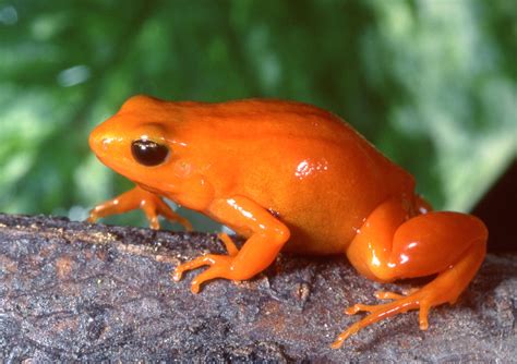 Golden Mantella - Natural History on the Net