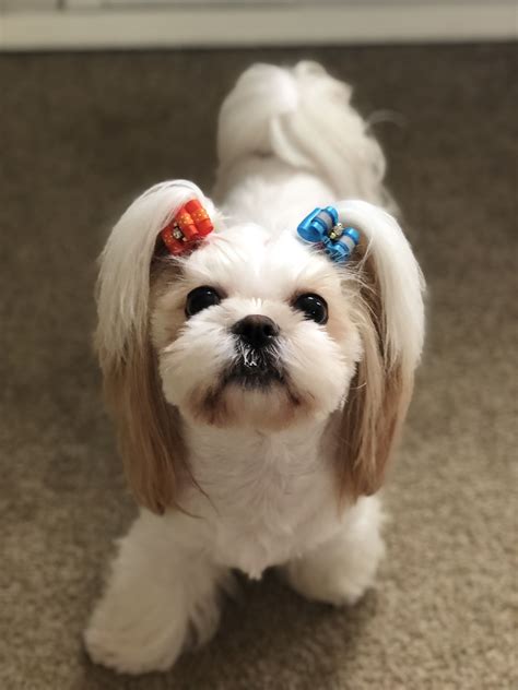 a small white dog with two bows on its head