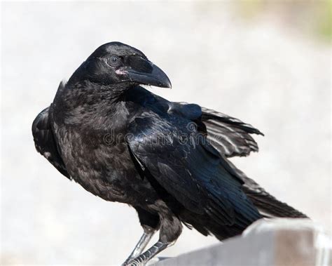 Raven Bird Stock Photos. Raven Bird Close-up Profile View. Raven Bird ...