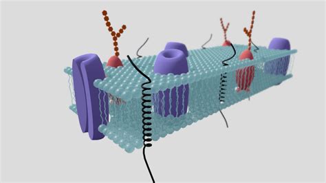 cell membrane - Download Free 3D model by 2amz [bcef638] - Sketchfab