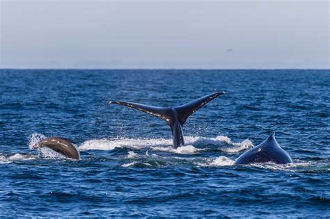 Learn About Marine Mammals | The Marine Mammal Center