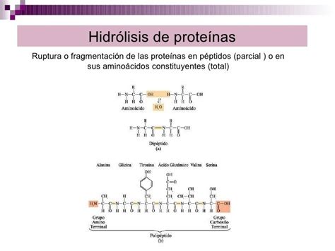 Estructura y función de aminoácidos péptidos y proteínas