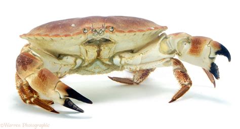 Edible Crab photo WP02806