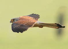 Israel Flora And Fauna, Beak