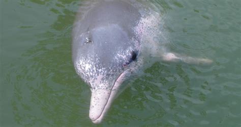 With Fewer Than 100 Left, Pink Dolphins Slated as Endangered