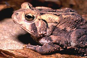 Fowlers Toad - Daviess Co Audubon Society