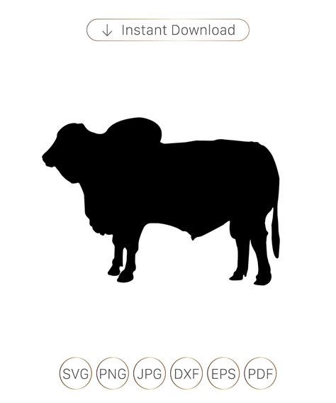 Brahman Bull SVG File livestock svg file File Cutting | Etsy