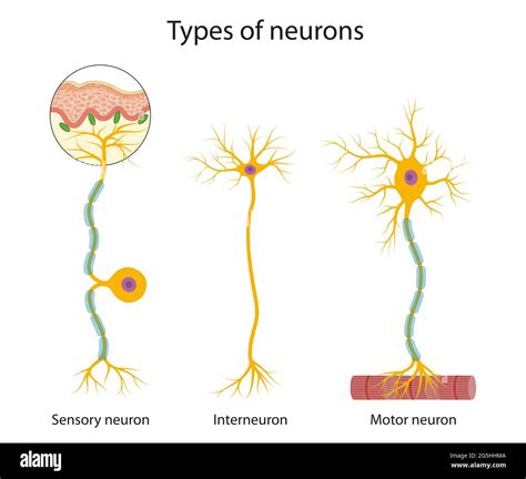 Types Of Neurons Sensory Intereuron Motor A Neuron Also Known As | My ...