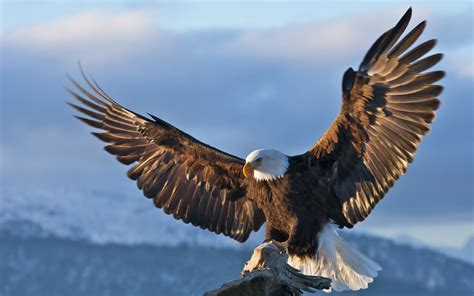 Dark Eagle Wallpapers - Top Free Dark Eagle Backgrounds - WallpaperAccess