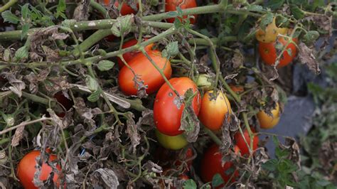 Tomato blight: treatments the gardening experts swear by | Country