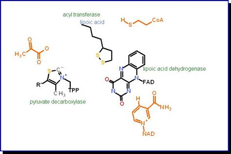 alpha ketoglutarate Dehydrogenase Enzyme Complex