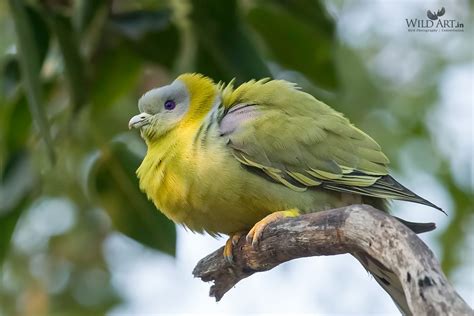 Yellow-footed Green Pigeon | Green Pigeons | Pigeons & Doves (Columbidae) | Gallery | WildArt ...