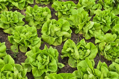 How to Grow Butter Lettuce - Plant Instructions