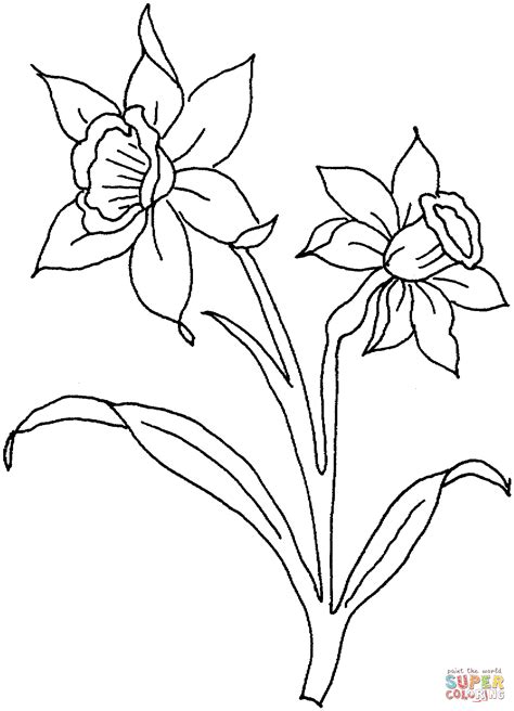 Daffodil Drawing Outline at GetDrawings | Free download