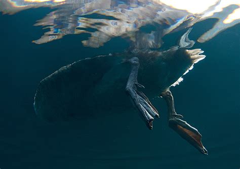 Swan_Underwater on Behance