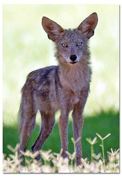 Coyote - How to Live With Coyotes - DesertUSA