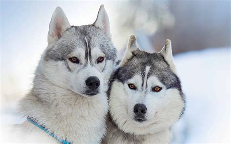 Siberian Husky HD Wallpapers | PixelsTalk.Net