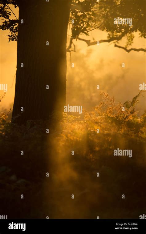 early morning sunlight Stock Photo - Alamy