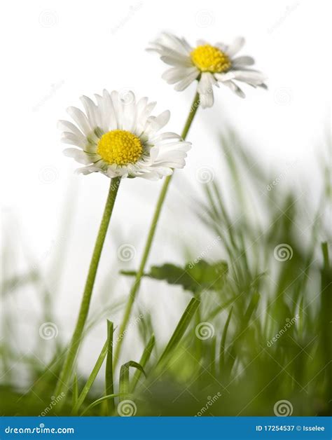 Daisies in grass stock image. Image of nature, vertical - 17254537