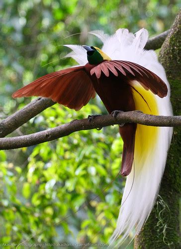 Bird of Paradise - Cendrawasih | This bird is dancing to att… | Flickr