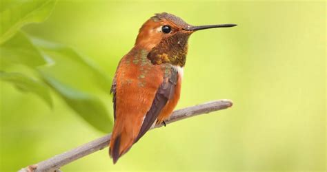 Rufous Hummingbird Identification, All About Birds, Cornell Lab of Ornithology