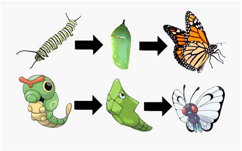 Evolution Of Butterfly