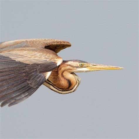 Purple Heron | BTO - British Trust for Ornithology