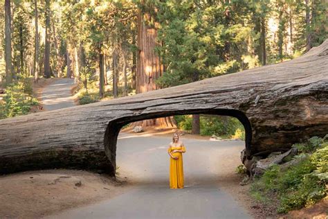 Tunnel Log - Sequoia National Park California Road Trip Itinerary_ - GETTING STAMPED